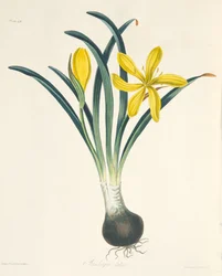 Gelbe Sternbergia, aus Floral Illustrations of the Seasons, veröffentlicht 1829
